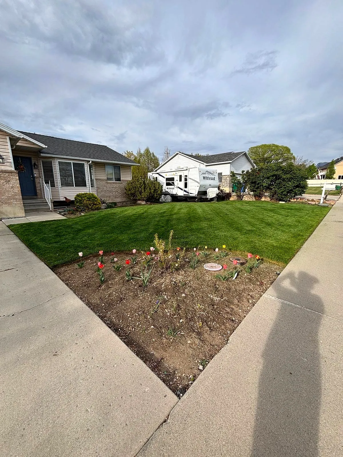 A mowed front lawn with a tulip bed at the sidewalk corner, cared for by Taylor’d Lawn Care